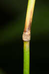 Porter's reedgrass